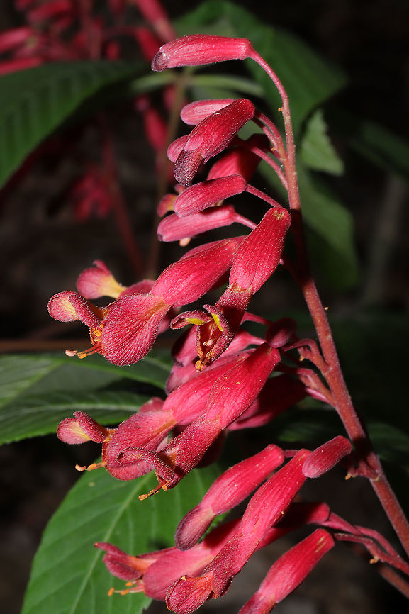 Red Buckeye (Aesculus pavia) On a mixed forested trail.<br />
<figure class="photo"><a href="https://www.jungledragon.com/image/113153/red_buckeye_aesculus_pavia.html" title="Red Buckeye (Aesculus pavia)"><img src="https://s3.amazonaws.com/media.jungledragon.com/images/3231/113153_thumb.jpg?AWSAccessKeyId=05GMT0V3GWVNE7GGM1R2&Expires=1759968010&Signature=h5zJUe6YhrMtE9VGeLlFAUDpYYg%3D" width="102" height="152" alt="Red Buckeye (Aesculus pavia) On a mixed forested trail.<br />
https://www.jungledragon.com/image/113154/red_buckeye_aesculus_pavia.html<br />
 Aesculus pavia,Geotagged,Red buckeye,Spring,United States" /></a></figure> Aesculus pavia,Geotagged,Red buckeye,Spring,United States