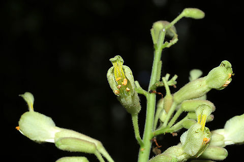 Painted Buckeye (Aesculus sylvatica) Growing in a moist valley on a forested trail.

https://www.jungledragon.com/image/113212/painted_buckeye_aesculus_sylvatica.html Aesculus sylvatica,Geotagged,Painted buckeye,Spring,United States