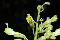 Painted Buckeye (Aesculus sylvatica) Growing in a moist valley on a forested trail.<br />
<br />
https://www.jungledragon.com/image/113212/painted_buckeye_aesculus_sylvatica.html Aesculus sylvatica,Geotagged,Painted buckeye,Spring,United States