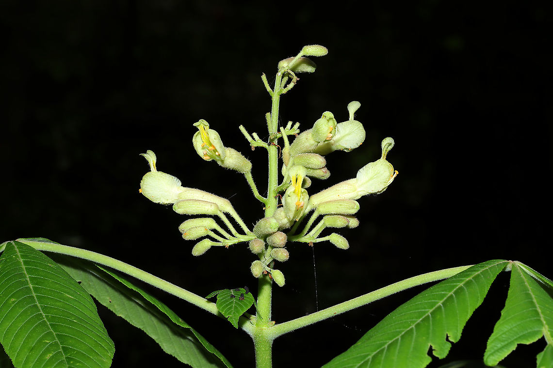 Painted Buckeye (Aesculus sylvatica) Growing in a moist valley on a forested trail.<br />
<figure class="photo"><a href="https://www.jungledragon.com/image/113211/painted_buckeye_aesculus_sylvatica.html" title="Painted Buckeye (Aesculus sylvatica)"><img src="https://s3.amazonaws.com/media.jungledragon.com/images/3231/113211_thumb.jpg?AWSAccessKeyId=05GMT0V3GWVNE7GGM1R2&Expires=1767225610&Signature=sKwBH%2B5AaqnswxlcYVkfQFLFvbA%3D" width="200" height="134" alt="Painted Buckeye (Aesculus sylvatica) Growing in a moist valley on a forested trail.<br />
<br />
https://www.jungledragon.com/image/113212/painted_buckeye_aesculus_sylvatica.html Aesculus sylvatica,Geotagged,Painted buckeye,Spring,United States" /></a></figure><br />
 Aesculus sylvatica,Geotagged,Painted buckeye,Spring,United States