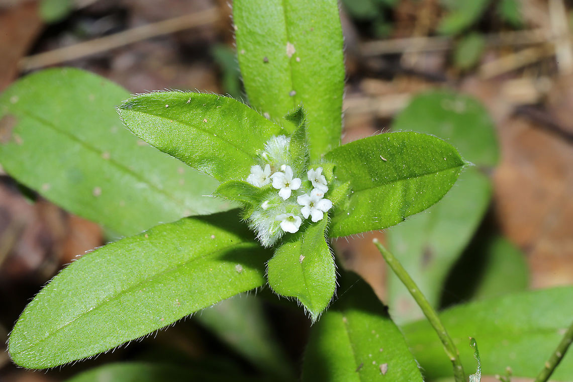 Largeseed Forget-Me-Not (Myosotis macrosperma) Growing in a moist valley on a forested trail.<br />
 Geotagged,Myosotis macrosperma,Spring,United States