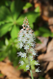 Heartleaf Foamflower (Tiarella cordifolia) Growing near a seasonal stream in a moist forested valley.
https://www.jungledragon.com/image/113268/heartleaf_foamflower_tiarella_cordifolia.html Geotagged,Heartleaf foamflower,Spring,Tiarella cordifolia,United States