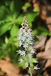 Heartleaf Foamflower (Tiarella cordifolia) Growing near a seasonal stream in a moist forested valley.<br />
https://www.jungledragon.com/image/113268/heartleaf_foamflower_tiarella_cordifolia.html Geotagged,Heartleaf foamflower,Spring,Tiarella cordifolia,United States