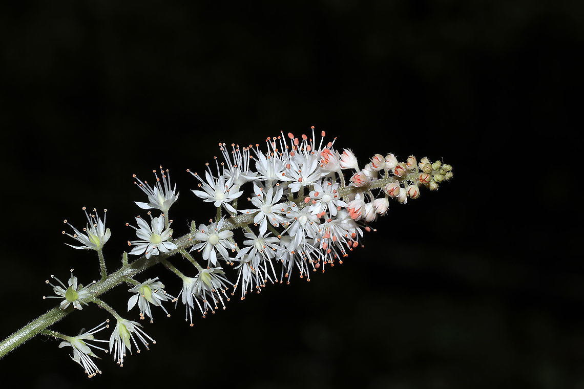 Heartleaf Foamflower (Tiarella cordifolia) Growing near a seasonal stream in a moist forested valley.<br />
<figure class="photo"><a href="https://www.jungledragon.com/image/113267/heartleaf_foamflower_tiarella_cordifolia.html" title="Heartleaf Foamflower (Tiarella cordifolia)"><img src="https://s3.amazonaws.com/media.jungledragon.com/images/3231/113267_thumb.jpg?AWSAccessKeyId=05GMT0V3GWVNE7GGM1R2&Expires=1767225610&Signature=GRiBbQkY9j%2BQBS2BYkcGnyubNvs%3D" width="102" height="152" alt="Heartleaf Foamflower (Tiarella cordifolia) Growing near a seasonal stream in a moist forested valley.<br />
https://www.jungledragon.com/image/113268/heartleaf_foamflower_tiarella_cordifolia.html Geotagged,Heartleaf foamflower,Spring,Tiarella cordifolia,United States" /></a></figure> Geotagged,Heartleaf foamflower,Spring,Tiarella cordifolia,United States