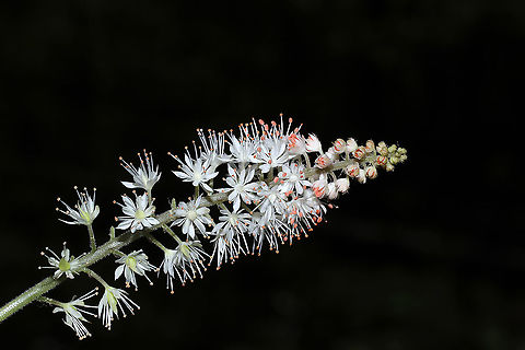 Heartleaf Foamflower (Tiarella cordifolia) Growing near a seasonal stream in a moist forested valley.
https://www.jungledragon.com/image/113267/heartleaf_foamflower_tiarella_cordifolia.html Geotagged,Heartleaf foamflower,Spring,Tiarella cordifolia,United States