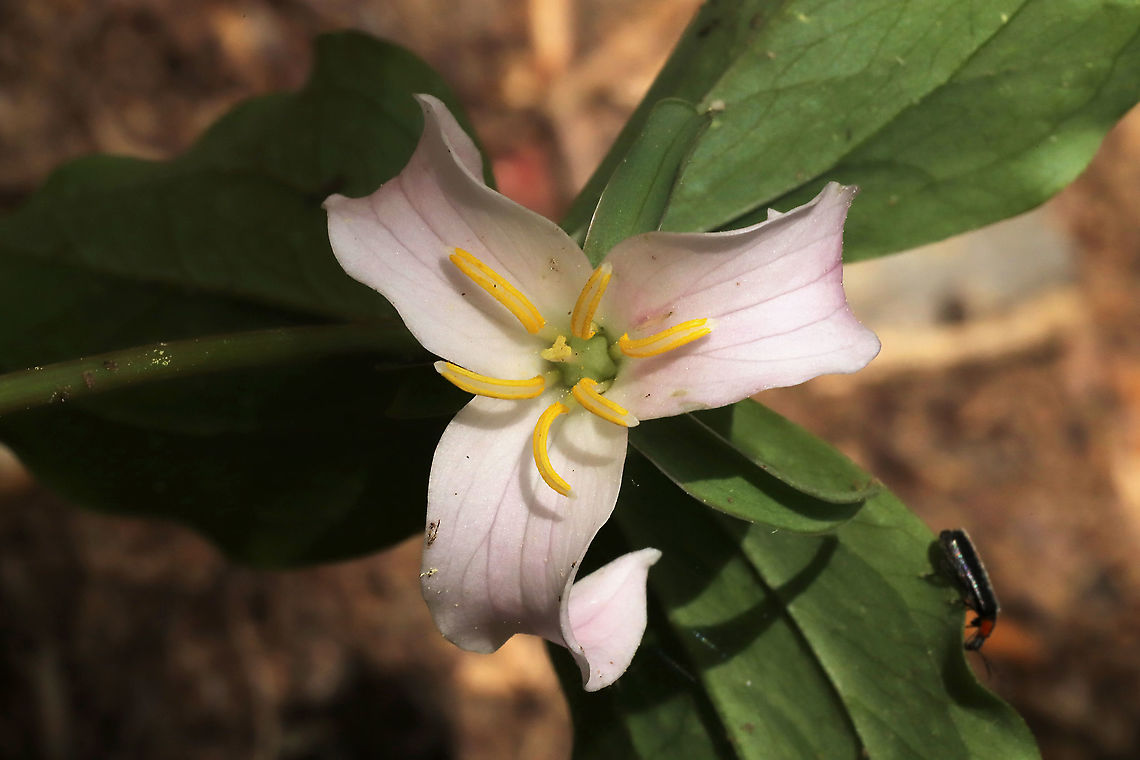 Bashful Wakerobin (Trillium catesbaei) - Pink Form Growing on a forested trail near a seasonal stream.<br />
 Bashful wakerobin,Geotagged,Spring,Trillium catesbaei,United States