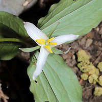 Bashful Wakerobin (Trillium catesbaei) - White Form Growing on a forested trail near a seasonal stream.<br />
https://www.jungledragon.com/image/113339/bashful_wakerobin_trillium_catesbaei_-_white_form.html<br />
https://www.jungledragon.com/image/113338/bashful_wakerobin_trillium_catesbaei_-_white_form.html Bashful wakerobin,Geotagged,Spring,Trillium catesbaei,United States