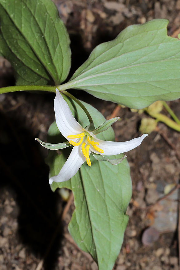 Bashful Wakerobin (Trillium catesbaei) - White Form Growing on a forested trail near a seasonal stream. <br />
<figure class="photo"><a href="https://www.jungledragon.com/image/113339/bashful_wakerobin_trillium_catesbaei_-_white_form.html" title="Bashful Wakerobin (Trillium catesbaei) - White Form"><img src="https://s3.amazonaws.com/media.jungledragon.com/images/3231/113339_thumb.jpg?AWSAccessKeyId=05GMT0V3GWVNE7GGM1R2&Expires=1770854410&Signature=CoqQPCkjfdoY1YjZCwpRuRZ4CjI%3D" width="200" height="134" alt="Bashful Wakerobin (Trillium catesbaei) - White Form Growing on a forested trail near a seasonal stream. <br />
https://www.jungledragon.com/image/113338/bashful_wakerobin_trillium_catesbaei_-_white_form.html<br />
https://www.jungledragon.com/image/113337/bashful_wakerobin_trillium_catesbaei_-_white_form.html Bashful wakerobin,Geotagged,Spring,Trillium catesbaei,United States" /></a></figure><br />
<figure class="photo"><a href="https://www.jungledragon.com/image/113337/bashful_wakerobin_trillium_catesbaei_-_white_form.html" title="Bashful Wakerobin (Trillium catesbaei) - White Form"><img src="https://s3.amazonaws.com/media.jungledragon.com/images/3231/113337_thumb.jpg?AWSAccessKeyId=05GMT0V3GWVNE7GGM1R2&Expires=1770854410&Signature=5hvvZBXUyEREqKG%2FukOSSg7DCiY%3D" width="200" height="200" alt="Bashful Wakerobin (Trillium catesbaei) - White Form Growing on a forested trail near a seasonal stream.<br />
https://www.jungledragon.com/image/113339/bashful_wakerobin_trillium_catesbaei_-_white_form.html<br />
https://www.jungledragon.com/image/113338/bashful_wakerobin_trillium_catesbaei_-_white_form.html Bashful wakerobin,Geotagged,Spring,Trillium catesbaei,United States" /></a></figure> Bashful wakerobin,Geotagged,Spring,Trillium catesbaei,United States