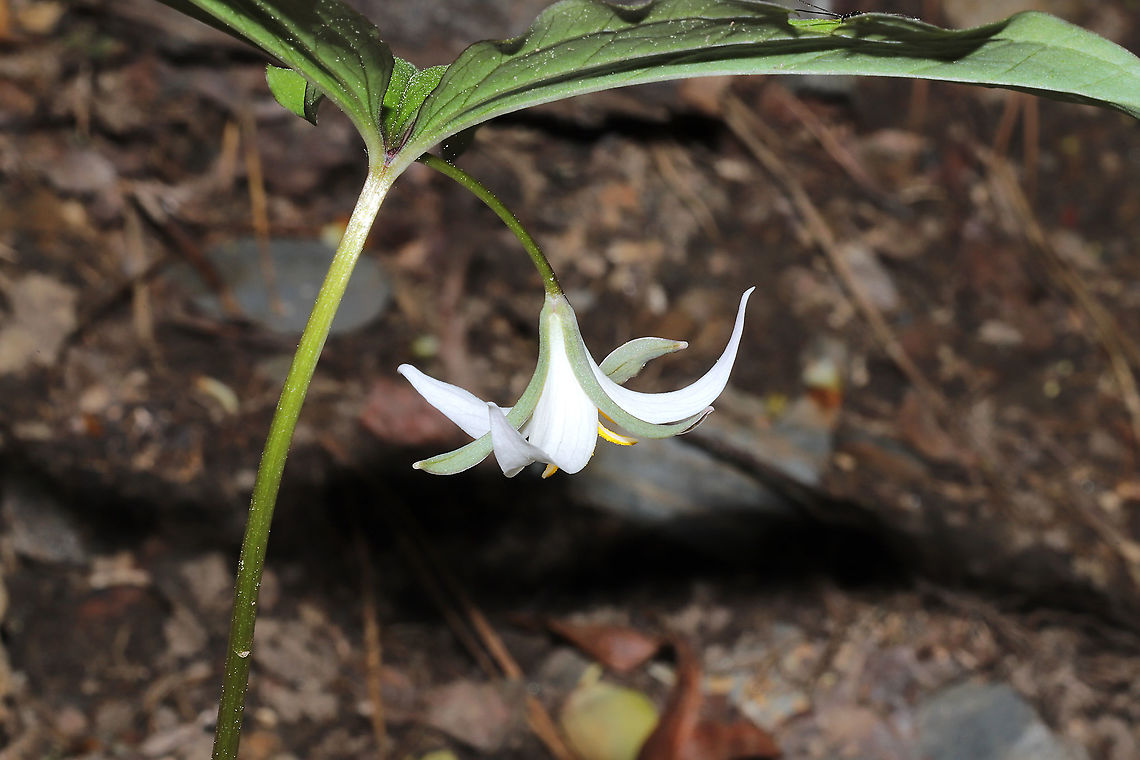 Bashful Wakerobin (Trillium catesbaei) - White Form Growing on a forested trail near a seasonal stream. <br />
<figure class="photo"><a href="https://www.jungledragon.com/image/113338/bashful_wakerobin_trillium_catesbaei_-_white_form.html" title="Bashful Wakerobin (Trillium catesbaei) - White Form"><img src="https://s3.amazonaws.com/media.jungledragon.com/images/3231/113338_thumb.jpg?AWSAccessKeyId=05GMT0V3GWVNE7GGM1R2&Expires=1759968010&Signature=bgAnGLmdIR%2F9AJojDh8UYJSWFLY%3D" width="102" height="152" alt="Bashful Wakerobin (Trillium catesbaei) - White Form Growing on a forested trail near a seasonal stream. <br />
https://www.jungledragon.com/image/113339/bashful_wakerobin_trillium_catesbaei_-_white_form.html<br />
https://www.jungledragon.com/image/113337/bashful_wakerobin_trillium_catesbaei_-_white_form.html Bashful wakerobin,Geotagged,Spring,Trillium catesbaei,United States" /></a></figure><br />
<figure class="photo"><a href="https://www.jungledragon.com/image/113337/bashful_wakerobin_trillium_catesbaei_-_white_form.html" title="Bashful Wakerobin (Trillium catesbaei) - White Form"><img src="https://s3.amazonaws.com/media.jungledragon.com/images/3231/113337_thumb.jpg?AWSAccessKeyId=05GMT0V3GWVNE7GGM1R2&Expires=1759968010&Signature=AmsjYGHJQBNLe1gQ42OGp5mYLoY%3D" width="200" height="200" alt="Bashful Wakerobin (Trillium catesbaei) - White Form Growing on a forested trail near a seasonal stream.<br />
https://www.jungledragon.com/image/113339/bashful_wakerobin_trillium_catesbaei_-_white_form.html<br />
https://www.jungledragon.com/image/113338/bashful_wakerobin_trillium_catesbaei_-_white_form.html Bashful wakerobin,Geotagged,Spring,Trillium catesbaei,United States" /></a></figure> Bashful wakerobin,Geotagged,Spring,Trillium catesbaei,United States