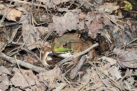 Green Frog (Lithobates clamitans) At the edge of a pond/swamp near a forest trail.
 Geotagged,Green frog,Lithobates clamitans,Spring,United States