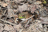 Green Frog (Lithobates clamitans) At the edge of a pond/swamp near a forest trail.<br />
 Geotagged,Green frog,Lithobates clamitans,Spring,United States