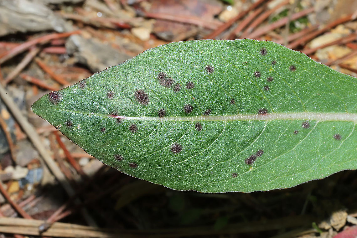 Septoria oenotherae What I&#039;m assuming is Septoria oenotherae on the basal leaves (winter dieback) of Oenothera biennis. March 2021. Gordon County, Georgia, US. Geotagged,Septoria oenotherae,Spring,United States