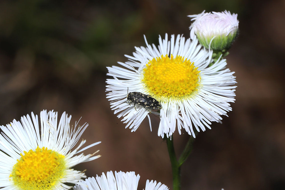 Acmaeodera tubulus On Philadelphia fleabane at a mixed forest edge.<br />
 Acmaeodera tubulus,Geotagged,Spring,United States