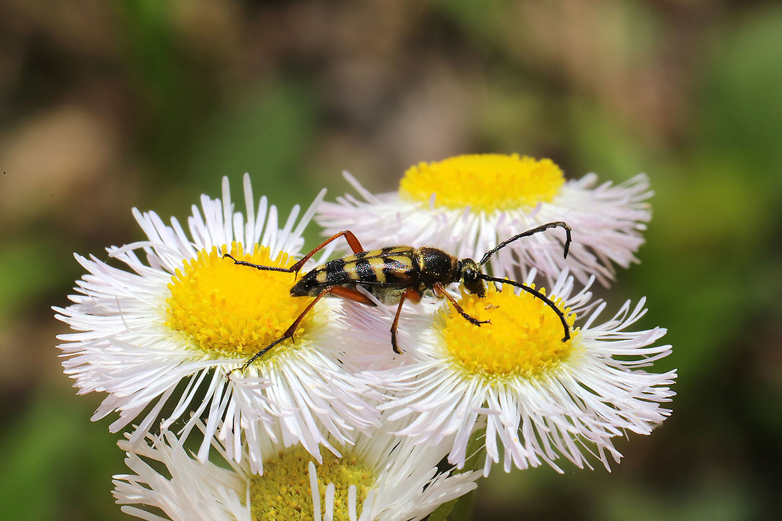 Zebra Longhorn Beetle (Typocerus zebra) <br />
<br />
On Philadelphia fleabane at a mixed forest edge. Geotagged,Spring,Typocerus zebra,United States,Zebra longhorn