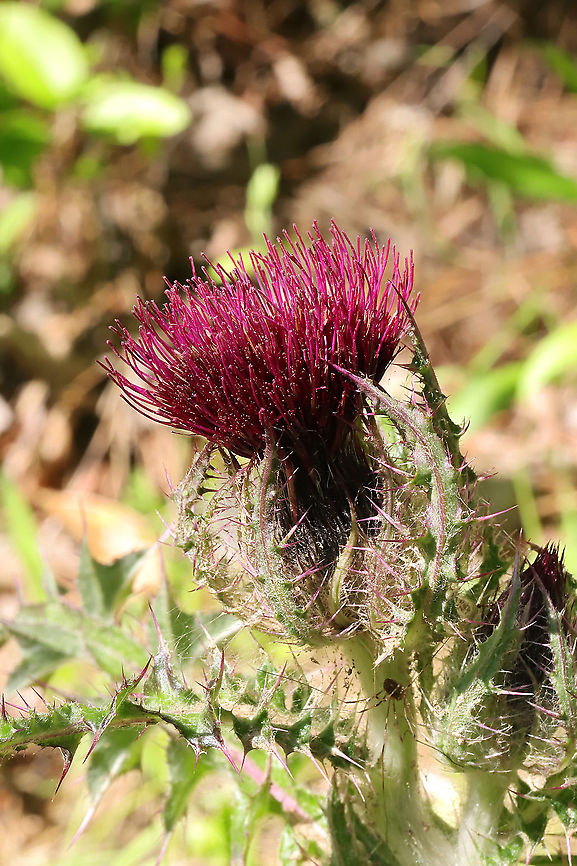 Horrid Thistle (Cirsium horridulum) Growing at the disturbed edge of a mixed forest.<br />
<figure class="photo"><a href="https://www.jungledragon.com/image/113735/horrid_thistle_cirsium_horridulum.html" title="Horrid Thistle (Cirsium horridulum)"><img src="https://s3.amazonaws.com/media.jungledragon.com/images/3231/113735_thumb.jpg?AWSAccessKeyId=05GMT0V3GWVNE7GGM1R2&Expires=1763596810&Signature=ABQQPWMU8fzoR4rsM79X6HIo8js%3D" width="200" height="134" alt="Horrid Thistle (Cirsium horridulum) Growing at the disturbed edge of a mixed forest.<br />
https://www.jungledragon.com/image/113734/horrid_thistle_cirsium_horridulum.html Bristly thistle,Cirsium horridulum,Geotagged,Spring,United States" /></a></figure><br />
 Bristly thistle,Cirsium horridulum,Geotagged,Spring,United States