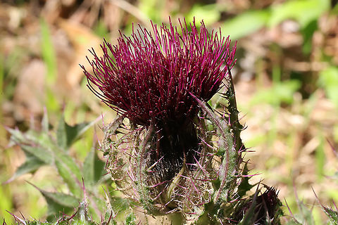 Horrid Thistle (Cirsium horridulum) Growing at the disturbed edge of a mixed forest.
https://www.jungledragon.com/image/113734/horrid_thistle_cirsium_horridulum.html Bristly thistle,Cirsium horridulum,Geotagged,Spring,United States