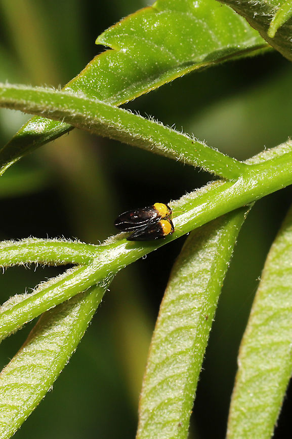 Calophya nigripennis I found several of these on a Winged Sumac (Rhus copallinum) sapling/shrub.<br />
<figure class="photo"><a href="https://www.jungledragon.com/image/113823/calophya_nigripennis.html" title="Calophya nigripennis"><img src="https://s3.amazonaws.com/media.jungledragon.com/images/3231/113823_thumb.jpg?AWSAccessKeyId=05GMT0V3GWVNE7GGM1R2&Expires=1770854410&Signature=GnF%2F5W9l0IwJm7FLTNDLJBCCVNs%3D" width="200" height="200" alt="Calophya nigripennis I found several of these on a Winged Sumac (Rhus copallinum) sapling/shrub. <br />
https://www.jungledragon.com/image/113822/calophya_nigripennis.html<br />
https://www.jungledragon.com/image/113821/calophya_nigripennis.html Calophya nigripennis,Geotagged,Spring,United States" /></a></figure><br />
<figure class="photo"><a href="https://www.jungledragon.com/image/113822/calophya_nigripennis.html" title="Calophya nigripennis"><img src="https://s3.amazonaws.com/media.jungledragon.com/images/3231/113822_thumb.jpg?AWSAccessKeyId=05GMT0V3GWVNE7GGM1R2&Expires=1770854410&Signature=zlzGrCird%2BF%2FWF9B052pLUOLCy0%3D" width="200" height="134" alt="Calophya nigripennis I found several of these on a Winged Sumac (Rhus copallinum) sapling/shrub.<br />
https://www.jungledragon.com/image/113823/calophya_nigripennis.html<br />
https://www.jungledragon.com/image/113821/calophya_nigripennis.html Calophya nigripennis,Geotagged,Spring,United States" /></a></figure> Calophya nigripennis,Geotagged,Spring,United States