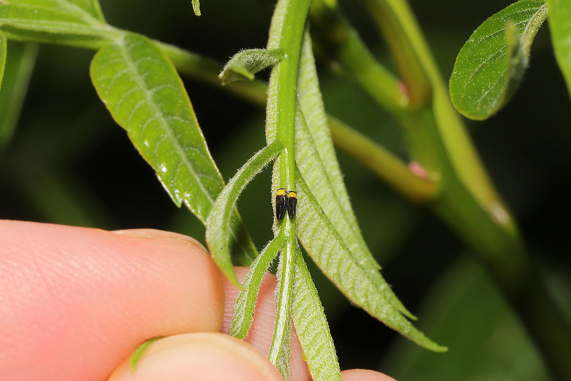 Calophya nigripennis I found several of these on a Winged Sumac (Rhus copallinum) sapling/shrub.<br />
<figure class="photo"><a href="https://www.jungledragon.com/image/113823/calophya_nigripennis.html" title="Calophya nigripennis"><img src="https://s3.amazonaws.com/media.jungledragon.com/images/3231/113823_thumb.jpg?AWSAccessKeyId=05GMT0V3GWVNE7GGM1R2&Expires=1759968010&Signature=Izhg%2Bxx2vuB62qzIbvkjZSSZMV4%3D" width="200" height="200" alt="Calophya nigripennis I found several of these on a Winged Sumac (Rhus copallinum) sapling/shrub. <br />
https://www.jungledragon.com/image/113822/calophya_nigripennis.html<br />
https://www.jungledragon.com/image/113821/calophya_nigripennis.html Calophya nigripennis,Geotagged,Spring,United States" /></a></figure><br />
<figure class="photo"><a href="https://www.jungledragon.com/image/113821/calophya_nigripennis.html" title="Calophya nigripennis"><img src="https://s3.amazonaws.com/media.jungledragon.com/images/3231/113821_thumb.jpg?AWSAccessKeyId=05GMT0V3GWVNE7GGM1R2&Expires=1759968010&Signature=Qhw9X3aAUyXr18VF8smC9fNF%2BUM%3D" width="102" height="152" alt="Calophya nigripennis I found several of these on a Winged Sumac (Rhus copallinum) sapling/shrub.<br />
https://www.jungledragon.com/image/113823/calophya_nigripennis.html<br />
https://www.jungledragon.com/image/113822/calophya_nigripennis.html Calophya nigripennis,Geotagged,Spring,United States" /></a></figure> Calophya nigripennis,Geotagged,Spring,United States