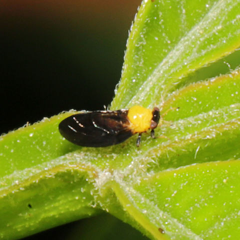 Calophya nigripennis I found several of these on a Winged Sumac (Rhus copallinum) sapling/shrub. 
https://www.jungledragon.com/image/113822/calophya_nigripennis.html
https://www.jungledragon.com/image/113821/calophya_nigripennis.html Calophya nigripennis,Geotagged,Spring,United States