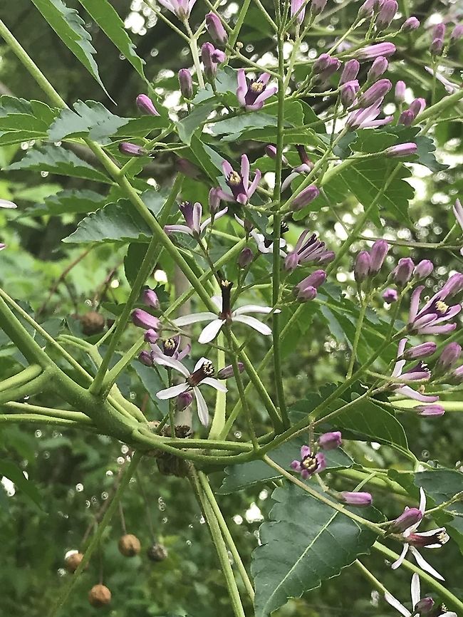 Chinaberry (Melia azedarach) Introduced/Invasive. Crappy cellphone shot in a public parking lot. Chinaberry tree,Geotagged,Melia azedarach,United States