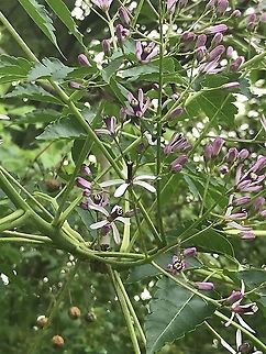 Chinaberry (Melia azedarach) Introduced/Invasive. Crappy cellphone shot in a public parking lot. Chinaberry tree,Geotagged,Melia azedarach,United States