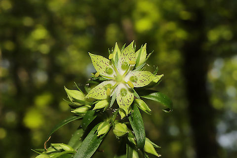 Yellow Gentian (Frasera caroliniensis) Despite feeling physically and mentally worn down, I was determined to get out today. I was hoping to catch this large local colony in bloom for the first time, and I was rewarded greatly! I've only ever seen their leaves, towering stalks, and seed pods. This species is considered Vulnerable (S3) in Georgia. Murray County, GA, US. May 2021.
https://www.jungledragon.com/image/114080/yellow_gentian_frasera_caroliniensis.html
https://www.jungledragon.com/image/114079/yellow_gentian_frasera_caroliniensis.html Frasera caroliniensis,Geotagged,Spring,United States