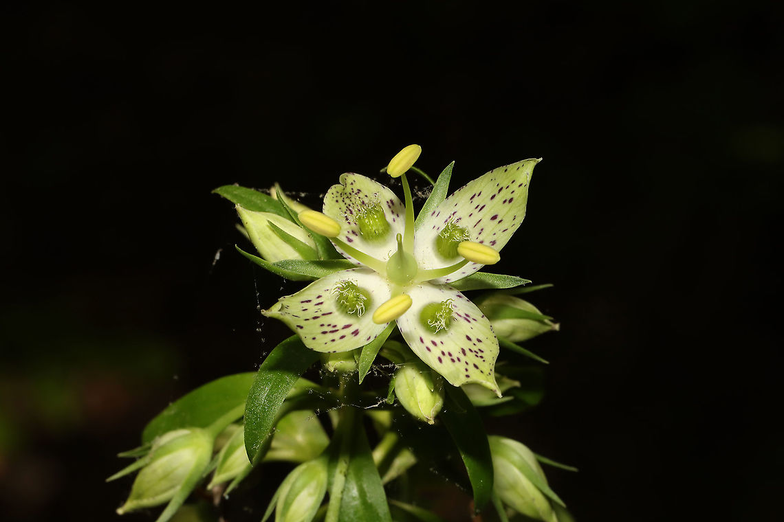 Yellow Gentian (Frasera caroliniensis) Despite feeling physically and mentally worn down, I was determined to get out today. I was hoping to catch this large local colony in bloom for the first time, and I was rewarded greatly! I&#039;ve only ever seen their leaves, towering stalks, and seed pods. This species is considered Vulnerable (S3) in Georgia. Murray County, GA, US. May 2021. <br />
<figure class="photo"><a href="https://www.jungledragon.com/image/114080/yellow_gentian_frasera_caroliniensis.html" title="Yellow Gentian (Frasera caroliniensis)"><img src="https://s3.amazonaws.com/media.jungledragon.com/images/3231/114080_thumb.jpg?AWSAccessKeyId=05GMT0V3GWVNE7GGM1R2&Expires=1759968010&Signature=dfC4X6%2F6qQklMbRnUxsmI1KhLog%3D" width="102" height="152" alt="Yellow Gentian (Frasera caroliniensis) Despite feeling physically and mentally worn down, I was determined to get out today. I was hoping to catch this large local colony in bloom for the first time, and I was rewarded greatly! I&#039;ve only ever seen their leaves, towering stalks, and seed pods. This species is considered Vulnerable (S3) in Georgia. Murray County, GA, US. May 2021. <br />
https://www.jungledragon.com/image/114079/yellow_gentian_frasera_caroliniensis.html<br />
https://www.jungledragon.com/image/114078/yellow_gentian_frasera_caroliniensis.html Frasera caroliniensis,Geotagged,Spring,United States" /></a></figure><br />
<figure class="photo"><a href="https://www.jungledragon.com/image/114078/yellow_gentian_frasera_caroliniensis.html" title="Yellow Gentian (Frasera caroliniensis)"><img src="https://s3.amazonaws.com/media.jungledragon.com/images/3231/114078_thumb.jpg?AWSAccessKeyId=05GMT0V3GWVNE7GGM1R2&Expires=1759968010&Signature=5He3qRQbg5gbMwaQpNRmCEEZXaY%3D" width="200" height="134" alt="Yellow Gentian (Frasera caroliniensis) Despite feeling physically and mentally worn down, I was determined to get out today. I was hoping to catch this large local colony in bloom for the first time, and I was rewarded greatly! I&#039;ve only ever seen their leaves, towering stalks, and seed pods. This species is considered Vulnerable (S3) in Georgia. Murray County, GA, US. May 2021.<br />
https://www.jungledragon.com/image/114080/yellow_gentian_frasera_caroliniensis.html<br />
https://www.jungledragon.com/image/114079/yellow_gentian_frasera_caroliniensis.html Frasera caroliniensis,Geotagged,Spring,United States" /></a></figure> Frasera caroliniensis,Geotagged,Spring,United States
