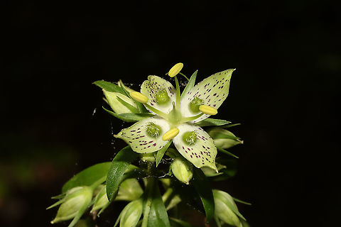 Yellow Gentian (Frasera caroliniensis) Despite feeling physically and mentally worn down, I was determined to get out today. I was hoping to catch this large local colony in bloom for the first time, and I was rewarded greatly! I've only ever seen their leaves, towering stalks, and seed pods. This species is considered Vulnerable (S3) in Georgia. Murray County, GA, US. May 2021. 
https://www.jungledragon.com/image/114080/yellow_gentian_frasera_caroliniensis.html
https://www.jungledragon.com/image/114078/yellow_gentian_frasera_caroliniensis.html Frasera caroliniensis,Geotagged,Spring,United States