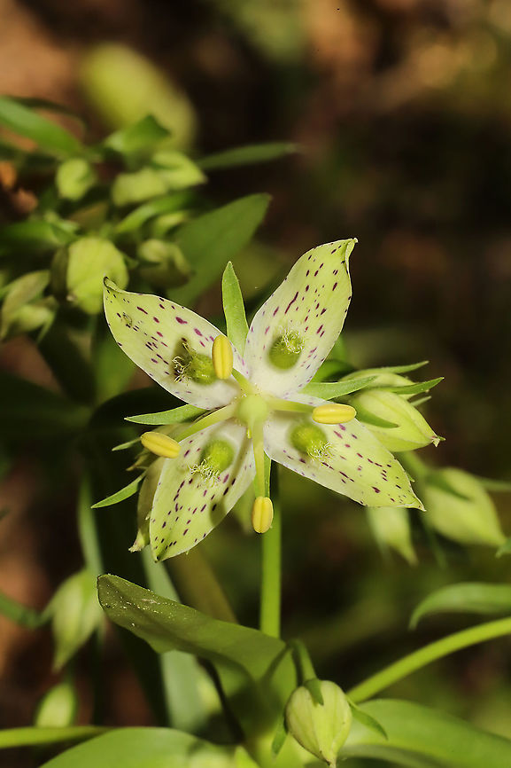 Yellow Gentian (Frasera caroliniensis) Despite feeling physically and mentally worn down, I was determined to get out today. I was hoping to catch this large local colony in bloom for the first time, and I was rewarded greatly! I've only ever seen their leaves, towering stalks, and seed pods. This species is considered Vulnerable (S3) in Georgia. Murray County, GA, US. May 2021. <br />
<figure class="photo"><a href="https://www.jungledragon.com/image/114079/yellow_gentian_frasera_caroliniensis.html" title="Yellow Gentian (Frasera caroliniensis)"><img src="https://s3.amazonaws.com/media.jungledragon.com/images/3231/114079_thumb.jpg?AWSAccessKeyId=05GMT0V3GWVNE7GGM1R2&Expires=1770854410&Signature=WCkS5GCO09e9YQginMFnJbG2Edk%3D" width="200" height="134" alt="Yellow Gentian (Frasera caroliniensis) Despite feeling physically and mentally worn down, I was determined to get out today. I was hoping to catch this large local colony in bloom for the first time, and I was rewarded greatly! I've only ever seen their leaves, towering stalks, and seed pods. This species is considered Vulnerable (S3) in Georgia. Murray County, GA, US. May 2021. <br />
https://www.jungledragon.com/image/114080/yellow_gentian_frasera_caroliniensis.html<br />
https://www.jungledragon.com/image/114078/yellow_gentian_frasera_caroliniensis.html Frasera caroliniensis,Geotagged,Spring,United States" /></a></figure><br />
<figure class="photo"><a href="https://www.jungledragon.com/image/114078/yellow_gentian_frasera_caroliniensis.html" title="Yellow Gentian (Frasera caroliniensis)"><img src="https://s3.amazonaws.com/media.jungledragon.com/images/3231/114078_thumb.jpg?AWSAccessKeyId=05GMT0V3GWVNE7GGM1R2&Expires=1770854410&Signature=fLdhrkvB3EyaoBwHLSCSrCXW3uQ%3D" width="200" height="134" alt="Yellow Gentian (Frasera caroliniensis) Despite feeling physically and mentally worn down, I was determined to get out today. I was hoping to catch this large local colony in bloom for the first time, and I was rewarded greatly! I've only ever seen their leaves, towering stalks, and seed pods. This species is considered Vulnerable (S3) in Georgia. Murray County, GA, US. May 2021.<br />
https://www.jungledragon.com/image/114080/yellow_gentian_frasera_caroliniensis.html<br />
https://www.jungledragon.com/image/114079/yellow_gentian_frasera_caroliniensis.html Frasera caroliniensis,Geotagged,Spring,United States" /></a></figure> Frasera caroliniensis,Geotagged,Spring,United States