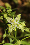 Yellow Gentian (Frasera caroliniensis) Despite feeling physically and mentally worn down, I was determined to get out today. I was hoping to catch this large local colony in bloom for the first time, and I was rewarded greatly! I've only ever seen their leaves, towering stalks, and seed pods. This species is considered Vulnerable (S3) in Georgia. Murray County, GA, US. May 2021. <br />
https://www.jungledragon.com/image/114079/yellow_gentian_frasera_caroliniensis.html<br />
https://www.jungledragon.com/image/114078/yellow_gentian_frasera_caroliniensis.html Frasera caroliniensis,Geotagged,Spring,United States