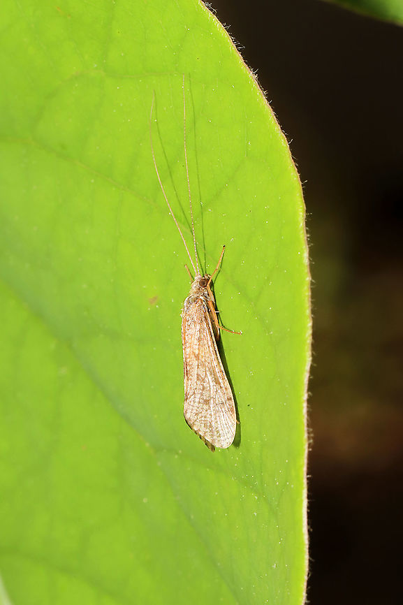 Unknown Caddisfly Working on an ID. On a mixed forested trail. Pulled off one shot before it decided I wasn't good company. :) Geotagged,Spring,United States