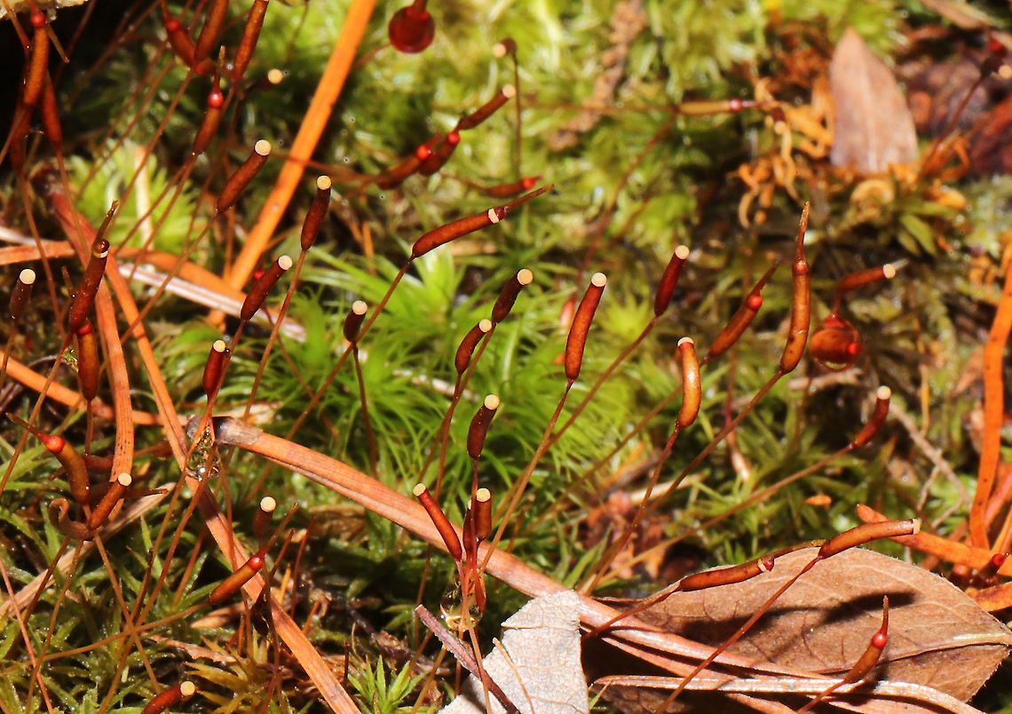 Atrichum sp. On a woodland trail<br />
 Geotagged,United States