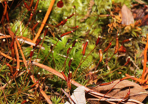 Atrichum sp. On a woodland trail
 Geotagged,United States