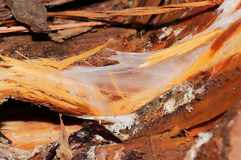 Wrightoporia austrosinensis (aka "Bubblegum Fungus") On a fallen loblolly pine in a moist valley understory.
https://www.jungledragon.com/image/114236/wrightoporia_austrosinensis_aka_bubblegum_fungus.html Geotagged,United States,Winter,Wrightoporia austrosinensis