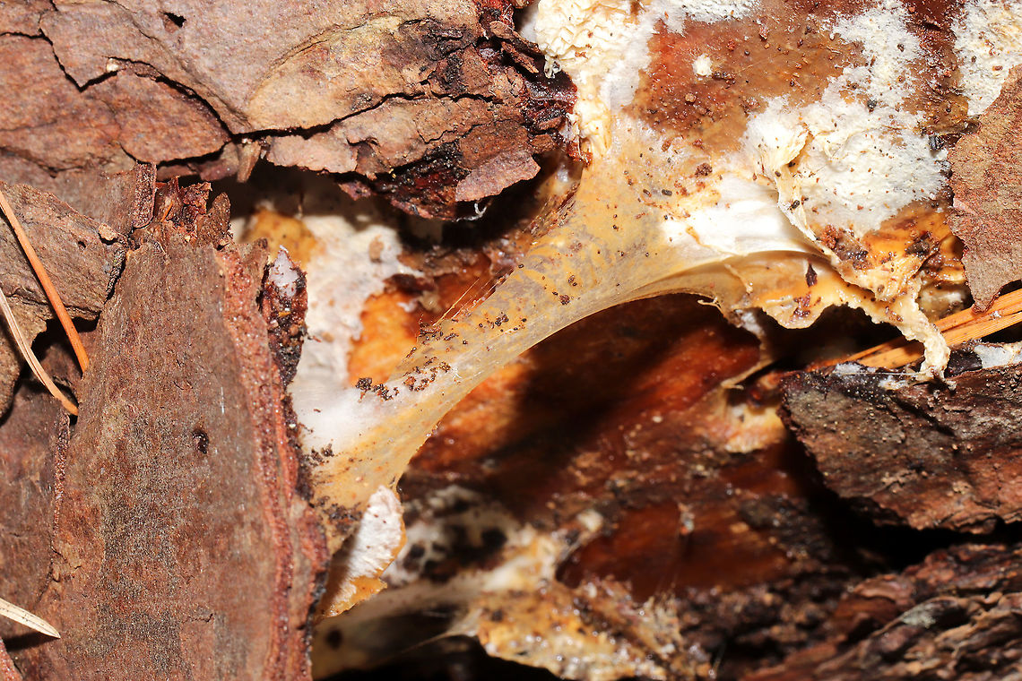 Wrightoporia austrosinensis (aka "Bubblegum Fungus") On a fallen loblolly pine in a moist valley understory.<br />
<figure class="photo"><a href="https://www.jungledragon.com/image/114235/wrightoporia_austrosinensis_aka_bubblegum_fungus.html" title="Wrightoporia austrosinensis (aka &quot;Bubblegum Fungus&quot;)"><img src="https://s3.amazonaws.com/media.jungledragon.com/images/3231/114235_thumb.jpg?AWSAccessKeyId=05GMT0V3GWVNE7GGM1R2&Expires=1759968010&Signature=iStByYuIJrXVwMLmoad7iBY87qQ%3D" width="200" height="134" alt="Wrightoporia austrosinensis (aka &quot;Bubblegum Fungus&quot;) On a fallen loblolly pine in a moist valley understory.<br />
https://www.jungledragon.com/image/114236/wrightoporia_austrosinensis_aka_bubblegum_fungus.html Geotagged,United States,Winter,Wrightoporia austrosinensis" /></a></figure> Geotagged,United States,Winter,Wrightoporia austrosinensis