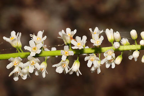 Wandflower (Galax urceolata) Growing on a woodland trail.
https://www.jungledragon.com/image/114281/wandflower_galax_urceolata.html
https://www.jungledragon.com/image/114279/wandflower_galax_urceolata.html
https://www.jungledragon.com/image/114280/wandflower_galax_urceolata.html
 Galax urceolata,Geotagged,Spring,United States,Wandplant