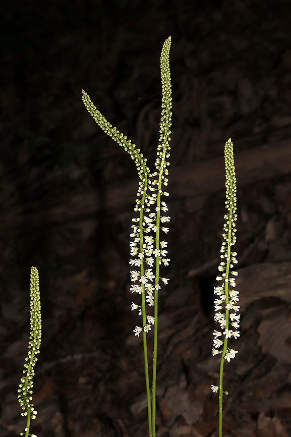 Wandflower (Galax urceolata) Growing on a woodland trail.<br />
<figure class="photo"><a href="https://www.jungledragon.com/image/114281/wandflower_galax_urceolata.html" title="Wandflower (Galax urceolata)"><img src="https://s3.amazonaws.com/media.jungledragon.com/images/3231/114281_thumb.jpg?AWSAccessKeyId=05GMT0V3GWVNE7GGM1R2&Expires=1770854410&Signature=FJ4%2FxtMOka2dOu8WvjIyezRVzjA%3D" width="200" height="134" alt="Wandflower (Galax urceolata) Growing on a woodland trail. <br />
https://www.jungledragon.com/image/114280/wandflower_galax_urceolata.html<br />
https://www.jungledragon.com/image/114279/wandflower_galax_urceolata.html<br />
https://www.jungledragon.com/image/114278/wandflower_galax_urceolata.html Galax urceolata,Geotagged,Spring,United States,Wandplant" /></a></figure><br />
<figure class="photo"><a href="https://www.jungledragon.com/image/114280/wandflower_galax_urceolata.html" title="Wandflower (Galax urceolata)"><img src="https://s3.amazonaws.com/media.jungledragon.com/images/3231/114280_thumb.jpg?AWSAccessKeyId=05GMT0V3GWVNE7GGM1R2&Expires=1770854410&Signature=XaQMXk8k9H2ka3kgvoaiuJRR8uI%3D" width="102" height="152" alt="Wandflower (Galax urceolata) Growing on a woodland trail. <br />
https://www.jungledragon.com/image/114281/wandflower_galax_urceolata.html<br />
https://www.jungledragon.com/image/114279/wandflower_galax_urceolata.html<br />
https://www.jungledragon.com/image/114278/wandflower_galax_urceolata.html Galax urceolata,Geotagged,Spring,United States,Wandplant" /></a></figure><br />
<figure class="photo"><a href="https://www.jungledragon.com/image/114278/wandflower_galax_urceolata.html" title="Wandflower (Galax urceolata)"><img src="https://s3.amazonaws.com/media.jungledragon.com/images/3231/114278_thumb.jpg?AWSAccessKeyId=05GMT0V3GWVNE7GGM1R2&Expires=1770854410&Signature=mYvXjjIN5qHlEN%2BqjmarRBQGgEE%3D" width="200" height="134" alt="Wandflower (Galax urceolata) Growing on a woodland trail.<br />
https://www.jungledragon.com/image/114281/wandflower_galax_urceolata.html<br />
https://www.jungledragon.com/image/114279/wandflower_galax_urceolata.html<br />
https://www.jungledragon.com/image/114280/wandflower_galax_urceolata.html<br />
 Galax urceolata,Geotagged,Spring,United States,Wandplant" /></a></figure> Galax urceolata,Geotagged,Spring,United States,Wandplant