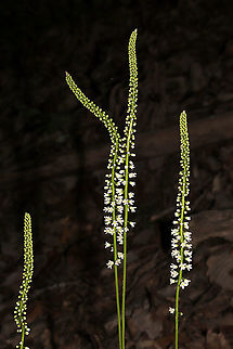 Wandflower (Galax urceolata) Growing on a woodland trail.
https://www.jungledragon.com/image/114281/wandflower_galax_urceolata.html
https://www.jungledragon.com/image/114280/wandflower_galax_urceolata.html
https://www.jungledragon.com/image/114278/wandflower_galax_urceolata.html Galax urceolata,Geotagged,Spring,United States,Wandplant