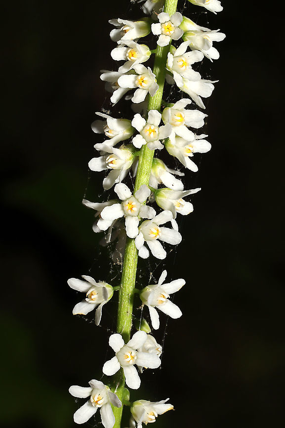 Wandflower (Galax urceolata) Growing on a woodland trail. <br />
<figure class="photo"><a href="https://www.jungledragon.com/image/114281/wandflower_galax_urceolata.html" title="Wandflower (Galax urceolata)"><img src="https://s3.amazonaws.com/media.jungledragon.com/images/3231/114281_thumb.jpg?AWSAccessKeyId=05GMT0V3GWVNE7GGM1R2&Expires=1770854410&Signature=FJ4%2FxtMOka2dOu8WvjIyezRVzjA%3D" width="200" height="134" alt="Wandflower (Galax urceolata) Growing on a woodland trail. <br />
https://www.jungledragon.com/image/114280/wandflower_galax_urceolata.html<br />
https://www.jungledragon.com/image/114279/wandflower_galax_urceolata.html<br />
https://www.jungledragon.com/image/114278/wandflower_galax_urceolata.html Galax urceolata,Geotagged,Spring,United States,Wandplant" /></a></figure><br />
<figure class="photo"><a href="https://www.jungledragon.com/image/114279/wandflower_galax_urceolata.html" title="Wandflower (Galax urceolata)"><img src="https://s3.amazonaws.com/media.jungledragon.com/images/3231/114279_thumb.jpg?AWSAccessKeyId=05GMT0V3GWVNE7GGM1R2&Expires=1770854410&Signature=0DI5wjNzzGP52lnE52CXIrFb8q4%3D" width="102" height="152" alt="Wandflower (Galax urceolata) Growing on a woodland trail.<br />
https://www.jungledragon.com/image/114281/wandflower_galax_urceolata.html<br />
https://www.jungledragon.com/image/114280/wandflower_galax_urceolata.html<br />
https://www.jungledragon.com/image/114278/wandflower_galax_urceolata.html Galax urceolata,Geotagged,Spring,United States,Wandplant" /></a></figure><br />
<figure class="photo"><a href="https://www.jungledragon.com/image/114278/wandflower_galax_urceolata.html" title="Wandflower (Galax urceolata)"><img src="https://s3.amazonaws.com/media.jungledragon.com/images/3231/114278_thumb.jpg?AWSAccessKeyId=05GMT0V3GWVNE7GGM1R2&Expires=1770854410&Signature=mYvXjjIN5qHlEN%2BqjmarRBQGgEE%3D" width="200" height="134" alt="Wandflower (Galax urceolata) Growing on a woodland trail.<br />
https://www.jungledragon.com/image/114281/wandflower_galax_urceolata.html<br />
https://www.jungledragon.com/image/114279/wandflower_galax_urceolata.html<br />
https://www.jungledragon.com/image/114280/wandflower_galax_urceolata.html<br />
 Galax urceolata,Geotagged,Spring,United States,Wandplant" /></a></figure> Galax urceolata,Geotagged,Spring,United States,Wandplant