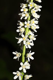 Wandflower (Galax urceolata) Growing on a woodland trail. 
https://www.jungledragon.com/image/114281/wandflower_galax_urceolata.html
https://www.jungledragon.com/image/114279/wandflower_galax_urceolata.html
https://www.jungledragon.com/image/114278/wandflower_galax_urceolata.html Galax urceolata,Geotagged,Spring,United States,Wandplant