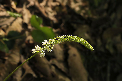 Wandflower (Galax urceolata) Growing on a woodland trail. 
https://www.jungledragon.com/image/114280/wandflower_galax_urceolata.html
https://www.jungledragon.com/image/114279/wandflower_galax_urceolata.html
https://www.jungledragon.com/image/114278/wandflower_galax_urceolata.html Galax urceolata,Geotagged,Spring,United States,Wandplant