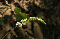 Wandflower (Galax urceolata) Growing on a woodland trail. <br />
https://www.jungledragon.com/image/114280/wandflower_galax_urceolata.html<br />
https://www.jungledragon.com/image/114279/wandflower_galax_urceolata.html<br />
https://www.jungledragon.com/image/114278/wandflower_galax_urceolata.html Galax urceolata,Geotagged,Spring,United States,Wandplant