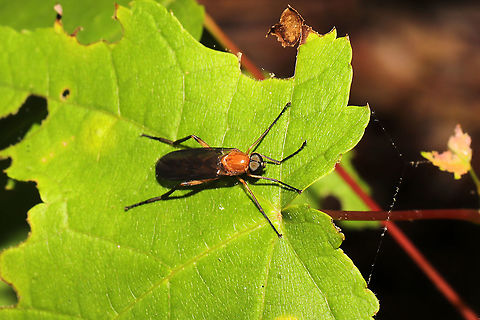 Dialysis rufithorax? Working on IDing this one. On a forested lakeside trail. Dialysis rufithorax,Geotagged,Spring,United States