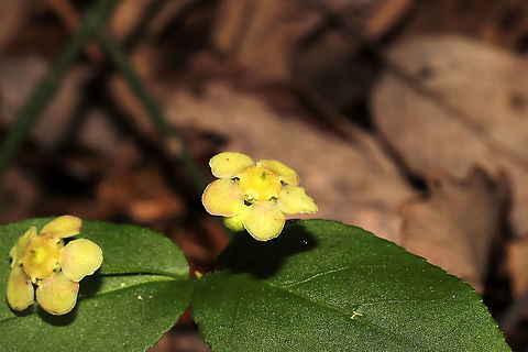 Hearts-A-Bustin' (Euonymus americanus) in Flower Growing on a wooded lakeside trail.
https://www.jungledragon.com/image/114285/hearts-a-bustin_euonymus_americanus_in_flower.html Euonymus americanus,Geotagged,Hearts-A-Bustin',Spring,United States