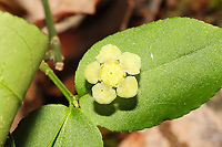 Hearts-A-Bustin' (Euonymus americanus) in Flower Growing on a wooded lakeside trail.<br />
https://www.jungledragon.com/image/114284/hearts-a-bustin_euonymus_americanus_in_flower.html<br />
 Euonymus americanus,Geotagged,Hearts-A-Bustin',Spring,United States