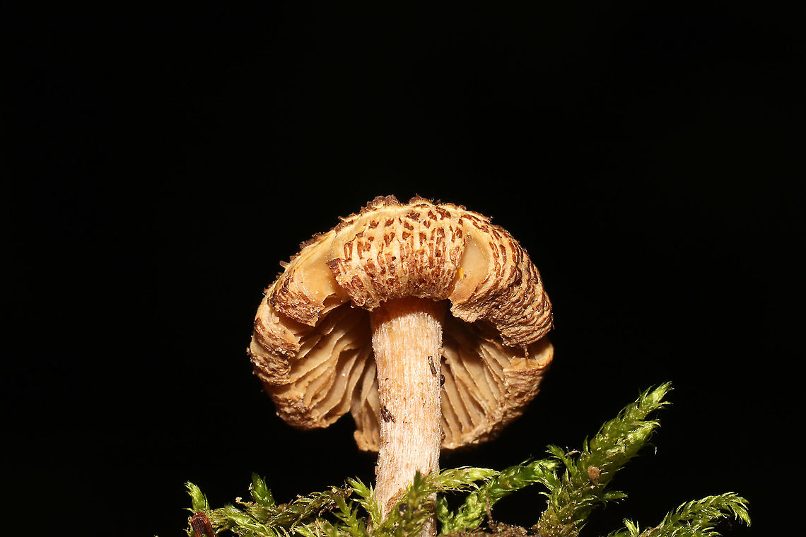 Cystoagaricus sp.? Growing in moss near a wooded lakeside trail.<br />
<figure class="photo"><a href="https://www.jungledragon.com/image/114287/cystoagaricus_sp.html" title="Cystoagaricus sp.?"><img src="https://s3.amazonaws.com/media.jungledragon.com/images/3231/114287_thumb.jpg?AWSAccessKeyId=05GMT0V3GWVNE7GGM1R2&Expires=1763596810&Signature=20vZUQFJA%2FPOuitU6xUP86lCo40%3D" width="200" height="134" alt="Cystoagaricus sp.? Growing in moss near a wooded lakeside trail.<br />
https://www.jungledragon.com/image/114286/unknown_mushie_-_working_on_id.html Geotagged,Spring,United States" /></a></figure><br />
 Geotagged,Spring,United States
