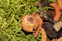 Cystoagaricus sp.? Growing in moss near a wooded lakeside trail.<br />
https://www.jungledragon.com/image/114286/unknown_mushie_-_working_on_id.html Geotagged,Spring,United States
