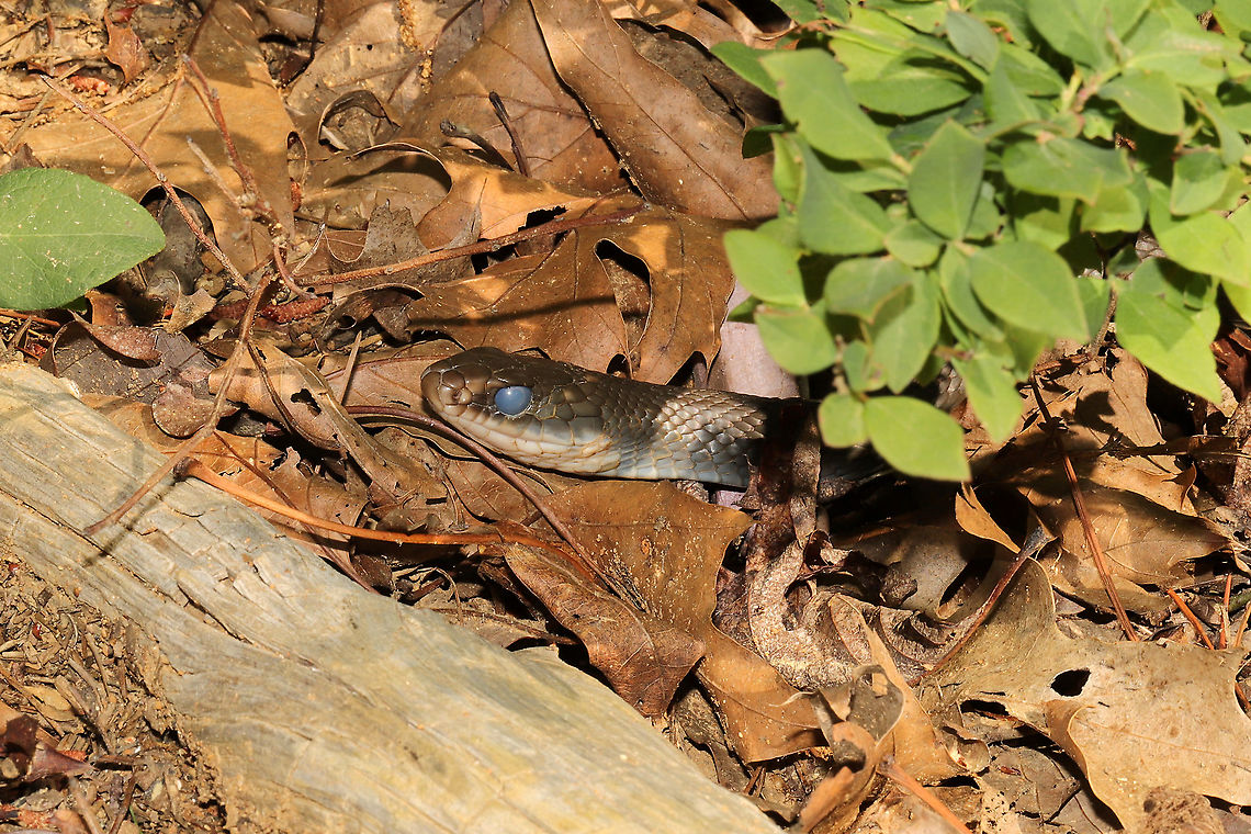 Molting Northern Black Racer (Coluber constrictor constrictor) In my Vaccinium pallidum patch at a forest edge. Obviously preparing for a molt.<br />
<figure class="photo"><a href="https://www.jungledragon.com/image/114291/molting_northern_black_racer_coluber_constrictor_constrictor.html" title="Molting Northern Black Racer (Coluber constrictor constrictor)"><img src="https://s3.amazonaws.com/media.jungledragon.com/images/3231/114291_thumb.jpg?AWSAccessKeyId=05GMT0V3GWVNE7GGM1R2&Expires=1763596810&Signature=9sxuKoPbhbHI9kuR%2FwalYQCC8rc%3D" width="200" height="134" alt="Molting Northern Black Racer (Coluber constrictor constrictor) In my Vaccinium pallidum patch at a forest edge. Obviously preparing for a molt. <br />
https://www.jungledragon.com/image/114290/molting_northern_black_racer_coluber_constrictor_constrictor.html<br />
https://www.jungledragon.com/image/114289/molting_northern_black_racer_coluber_constrictor_constrictor.html Coluber constrictor constrictor,Geotagged,Northern Black Racer,Spring,United States" /></a></figure><br />
<figure class="photo"><a href="https://www.jungledragon.com/image/114290/molting_northern_black_racer_coluber_constrictor_constrictor.html" title="Molting Northern Black Racer (Coluber constrictor constrictor)"><img src="https://s3.amazonaws.com/media.jungledragon.com/images/3231/114290_thumb.jpg?AWSAccessKeyId=05GMT0V3GWVNE7GGM1R2&Expires=1763596810&Signature=FmL%2B9P5mmMrISzae4rYbfJr%2F658%3D" width="200" height="200" alt="Molting Northern Black Racer (Coluber constrictor constrictor) In my Vaccinium pallidum patch at a forest edge. Obviously preparing for a molt. <br />
https://www.jungledragon.com/image/114291/molting_northern_black_racer_coluber_constrictor_constrictor.html<br />
https://www.jungledragon.com/image/114289/molting_northern_black_racer_coluber_constrictor_constrictor.html Coluber constrictor constrictor,Geotagged,Northern Black Racer,Spring,United States" /></a></figure> Coluber constrictor constrictor,Geotagged,Northern Black Racer,Spring,United States