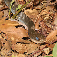 Molting Northern Black Racer (Coluber constrictor constrictor) In my Vaccinium pallidum patch at a forest edge. Obviously preparing for a molt. <br />
https://www.jungledragon.com/image/114291/molting_northern_black_racer_coluber_constrictor_constrictor.html<br />
https://www.jungledragon.com/image/114289/molting_northern_black_racer_coluber_constrictor_constrictor.html Coluber constrictor constrictor,Geotagged,Northern Black Racer,Spring,United States