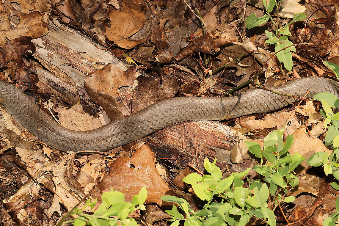 Molting Northern Black Racer (Coluber constrictor constrictor) In my Vaccinium pallidum patch at a forest edge. Obviously preparing for a molt. <br />
<figure class="photo"><a href="https://www.jungledragon.com/image/114290/molting_northern_black_racer_coluber_constrictor_constrictor.html" title="Molting Northern Black Racer (Coluber constrictor constrictor)"><img src="https://s3.amazonaws.com/media.jungledragon.com/images/3231/114290_thumb.jpg?AWSAccessKeyId=05GMT0V3GWVNE7GGM1R2&Expires=1759968010&Signature=vfNTE1ybn0tRwp10JiEWOyordk4%3D" width="200" height="200" alt="Molting Northern Black Racer (Coluber constrictor constrictor) In my Vaccinium pallidum patch at a forest edge. Obviously preparing for a molt. <br />
https://www.jungledragon.com/image/114291/molting_northern_black_racer_coluber_constrictor_constrictor.html<br />
https://www.jungledragon.com/image/114289/molting_northern_black_racer_coluber_constrictor_constrictor.html Coluber constrictor constrictor,Geotagged,Northern Black Racer,Spring,United States" /></a></figure><br />
<figure class="photo"><a href="https://www.jungledragon.com/image/114289/molting_northern_black_racer_coluber_constrictor_constrictor.html" title="Molting Northern Black Racer (Coluber constrictor constrictor)"><img src="https://s3.amazonaws.com/media.jungledragon.com/images/3231/114289_thumb.jpg?AWSAccessKeyId=05GMT0V3GWVNE7GGM1R2&Expires=1759968010&Signature=lRyYckuedw4krsCtb3WzfDHrV2A%3D" width="200" height="134" alt="Molting Northern Black Racer (Coluber constrictor constrictor) In my Vaccinium pallidum patch at a forest edge. Obviously preparing for a molt.<br />
https://www.jungledragon.com/image/114291/molting_northern_black_racer_coluber_constrictor_constrictor.html<br />
https://www.jungledragon.com/image/114290/molting_northern_black_racer_coluber_constrictor_constrictor.html Coluber constrictor constrictor,Geotagged,Northern Black Racer,Spring,United States" /></a></figure> Coluber constrictor constrictor,Geotagged,Northern Black Racer,Spring,United States